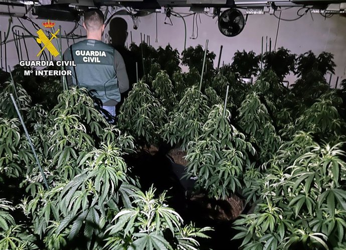 Imagen de la plantación de marihuana intervenida
