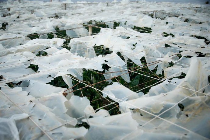 Archivo - Imagen de archivo de los efectos del temporal de octubre de 2024 en un invernadero en El Ejido (Almería)
