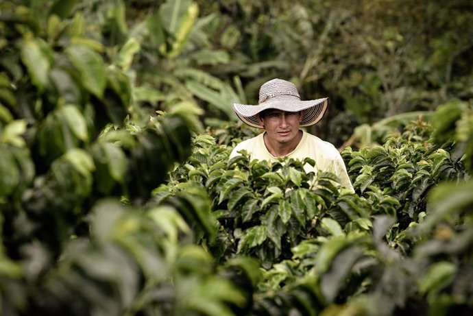Archivo - Cafetalero del proyecto de recuperación de cultivos de Nespresso