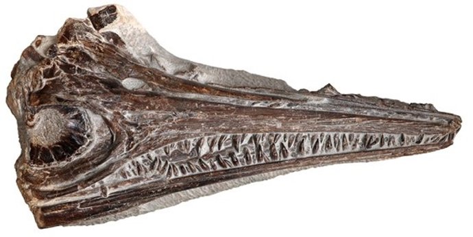 Cráneo de ictiosaurio.