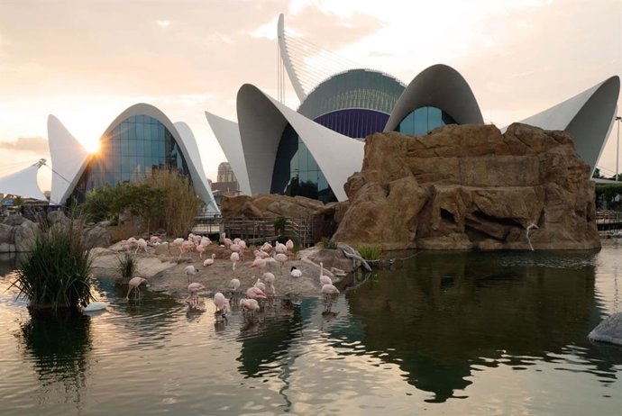 El Oceanogràfic de Valencia renueva la acreditación AZA, "la más exigente del mundo en bienestar animal"