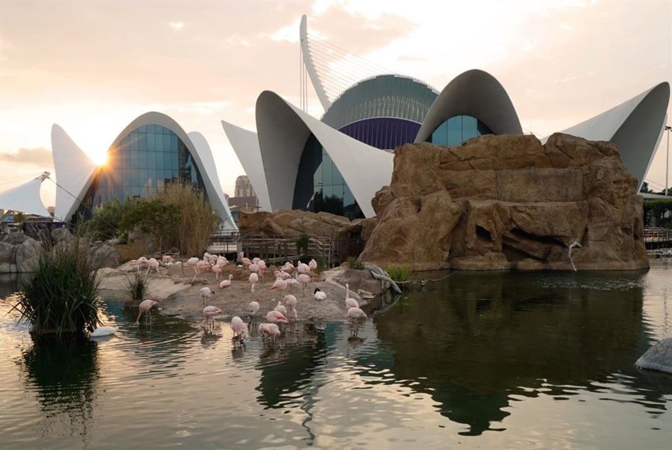 El Oceanogrfic de Valencia renueva la acreditación AZA, "la más exigente del mundo en bienestar animal"