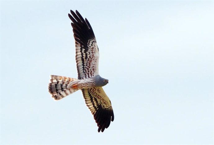 Macho de aguilucho cenizo en vuelo.