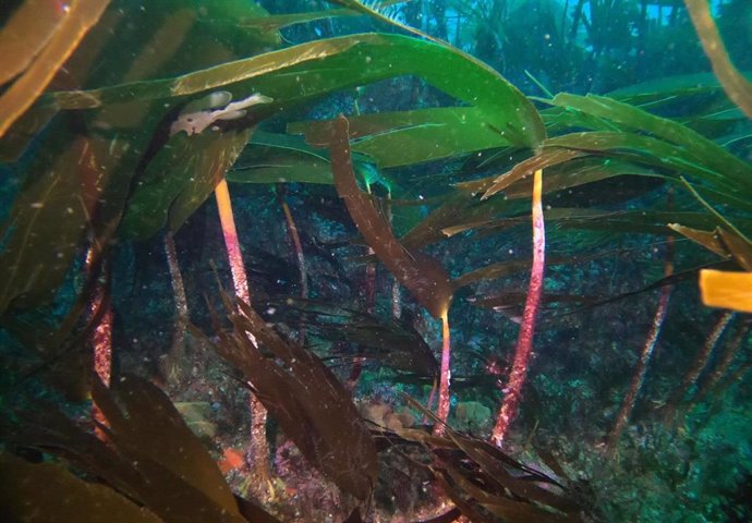 Los bosques de Laminaria hyperborea albergan comunidades muy diversas de fauna y flora constituyendo un hábitat fundamental en los fondos rocosos infralitorales.