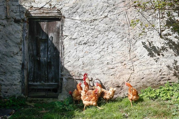 Archivo - Varias gallinas y un gallo en un corral, en Bóveda, Lugo, Galicia (España). 