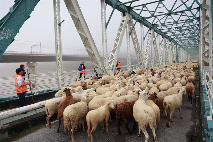 Imagen de las ovejas enfilando el puente metálico de San Juan de Aznalfarache, en el marco del I Foro de Conservación de la Naturaleza