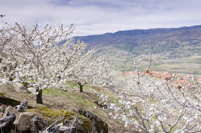 Archivo - Cerezos en flor en el Valle del Jerte.