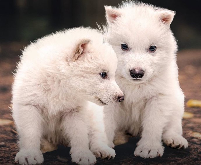 Rómulo y Remo, cachorros de lobo huargo, una especie extinguida hace miles de años recuperada ahora por la biotecnología