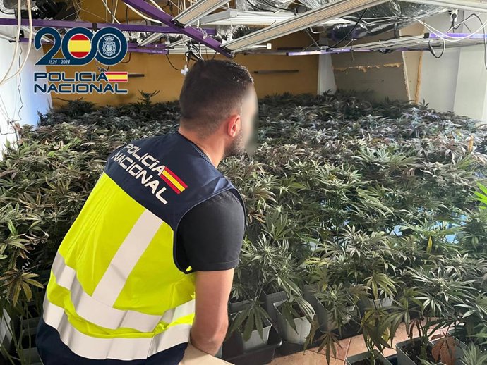 Marihuana intervenida en Manises