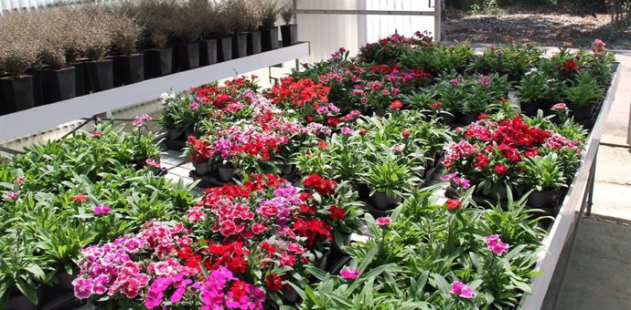 Imagen de flores.