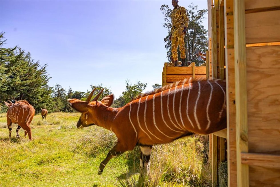 Archivo - DHL Express y Tusk trasladan desde Florida 17 antílopes bongo de montaña a Kenia para su reintroducción en la naturaleza