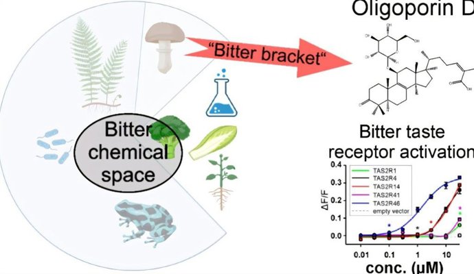 Síntesis de la oligoporina D
