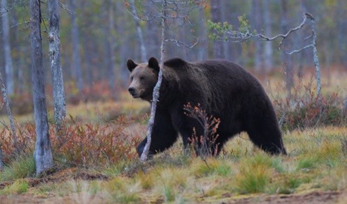 Hembra de oso pardo, Ursus arctos, desplazándose por los bosques de la Carelia finlandesa.