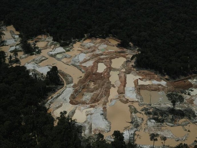 La minería ilegal de oro destruyó más de 4.000 hectáreas en la Amazonía entre 2023 y 2024, según Greenpeace.