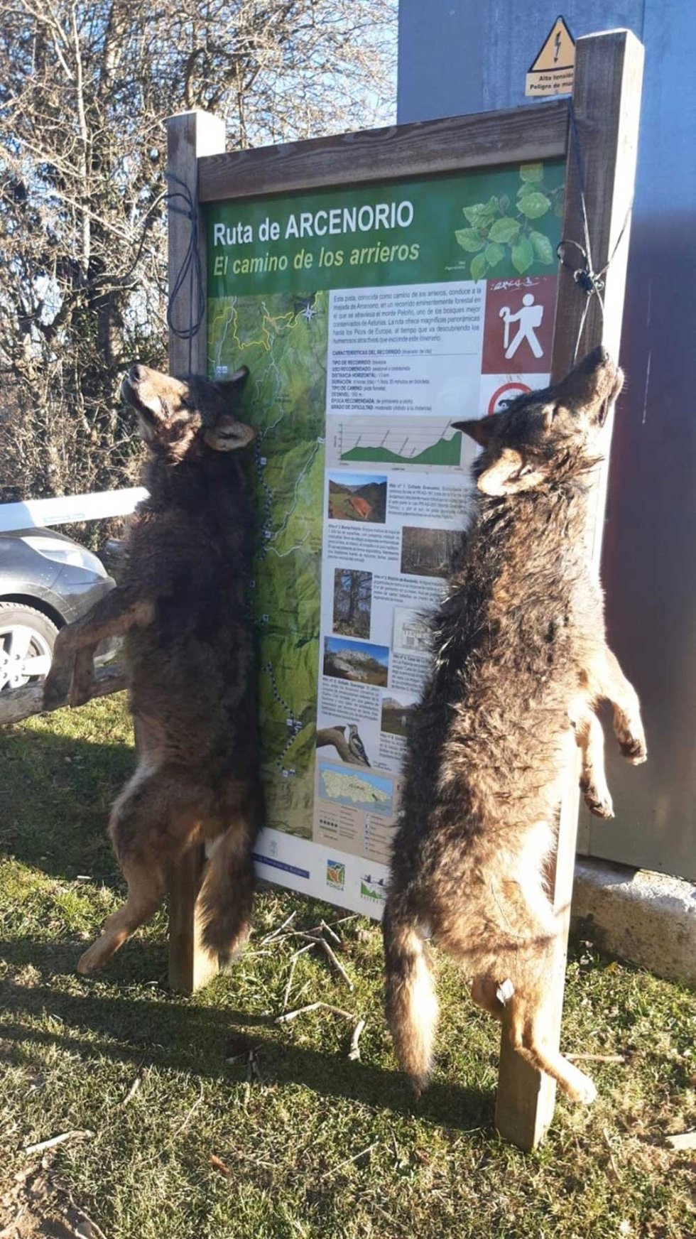 Dos ejemplares de lobo abatidos por furtivos y colgados.