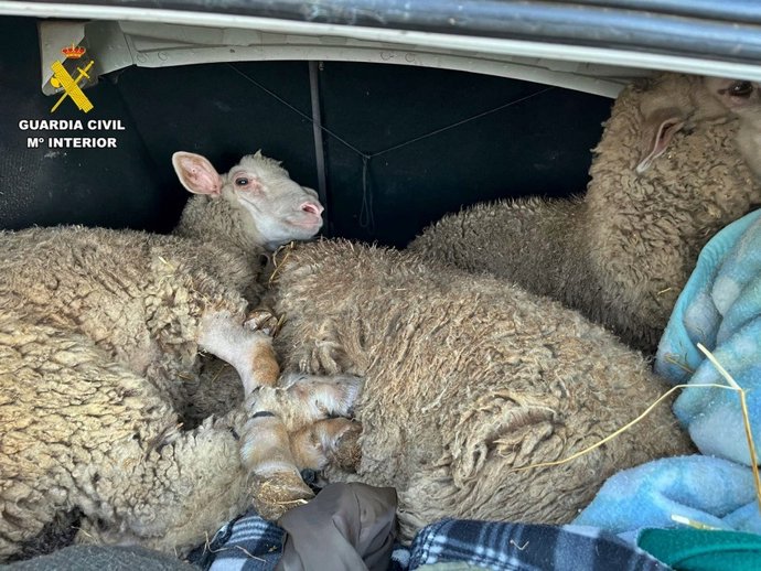 Ovejas robadas en el maletero de un coche.
