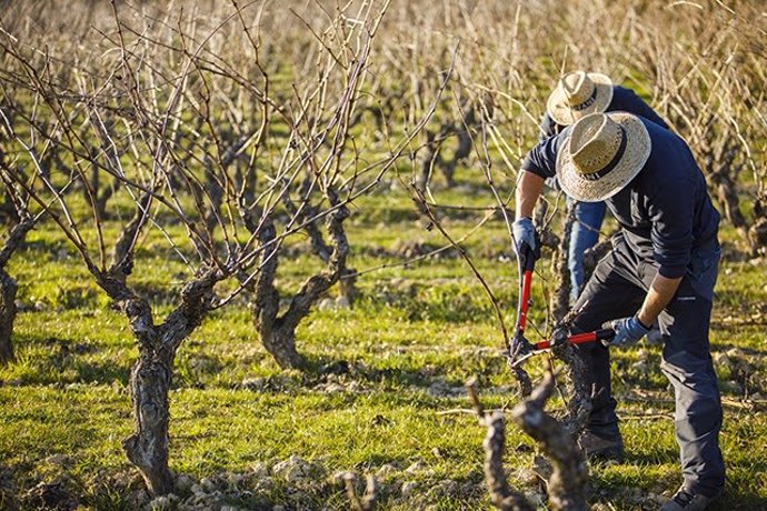 Archivo - Agricultor cuida sus viñas