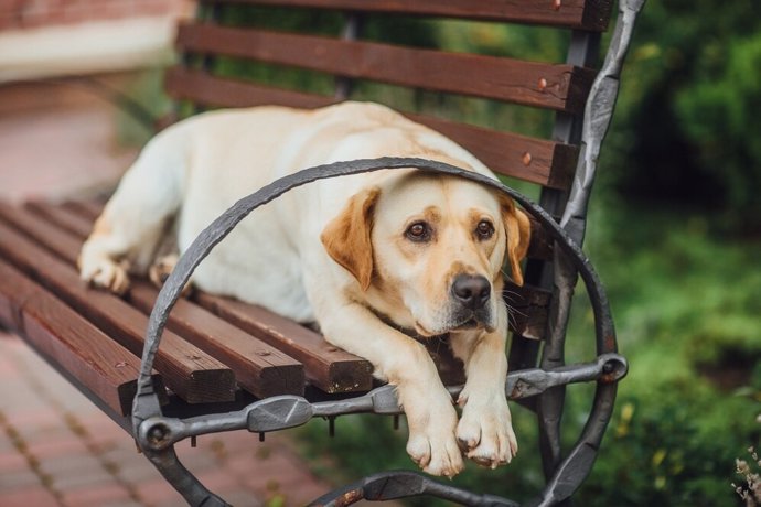 La importancia de contar con un buen seguro de responsabilidad civil para nuestras mascotas