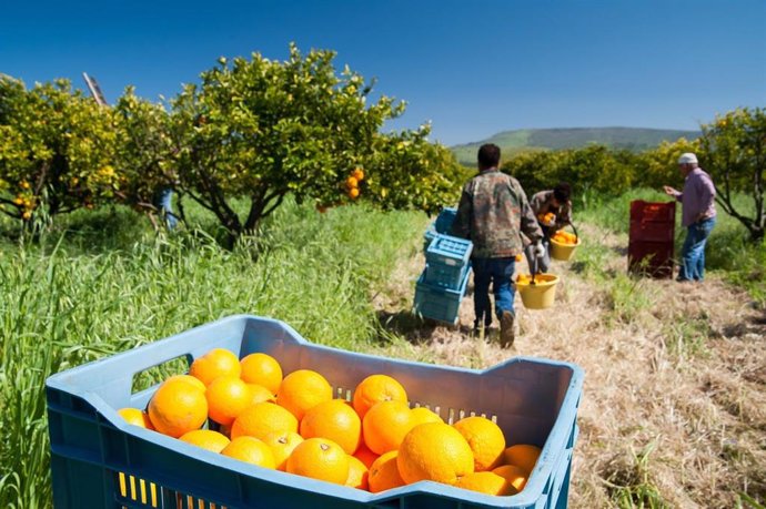 Archivo - Trabajadores del campo.
