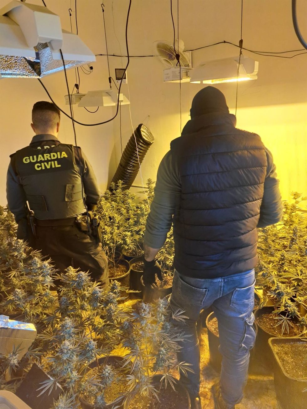 Desmantelan una plantación 'indoor' de 572 plantas de marihuana en Hostalets d'en Bas (Girona)