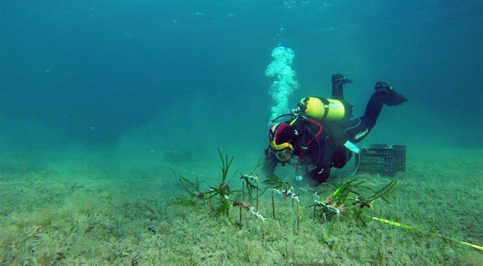Archivo - Praderas de posidonia del Bosque Marino de Redeia en la Bahía de Pollença.