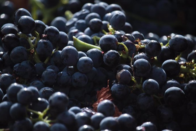 Archivo - Uvas en un viñedo familiar  