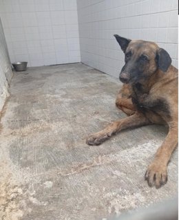 El perro infectado con rabia.