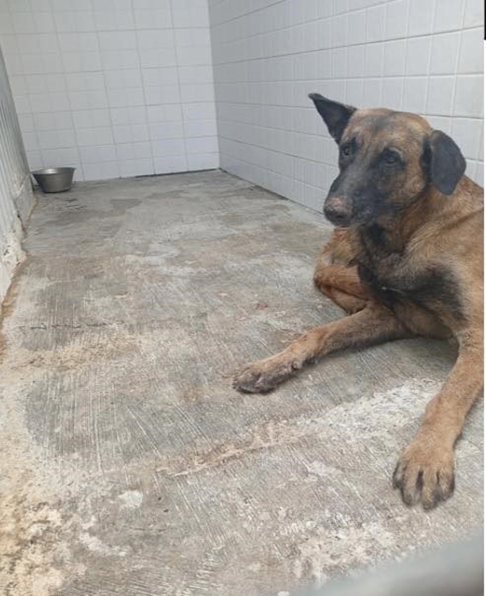 El perro infectado con rabia.