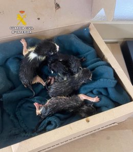 Cinco gatos recién nacidos abandonados, hecho que investiga la Guardia Civil.