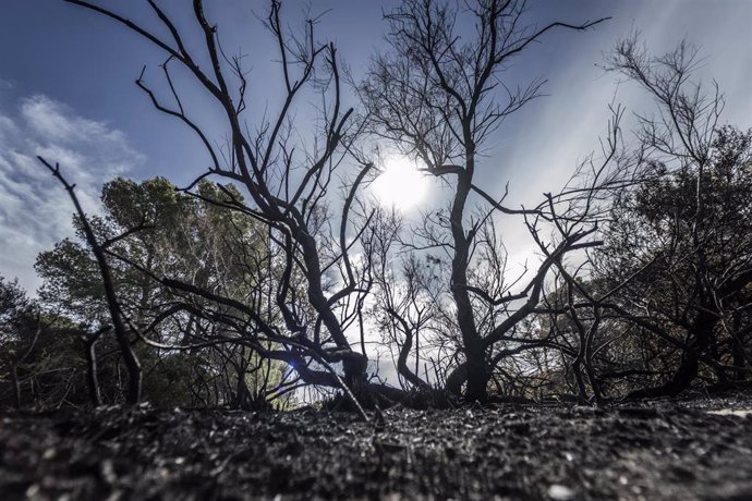 Archivo - Vegetación afectada por el incendio forestal declarado en el Saler, en octubre