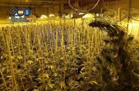 Intervienen cerca de un millar de plantas de marihuana en una nave industrial de Molina de Segura (Murcia)