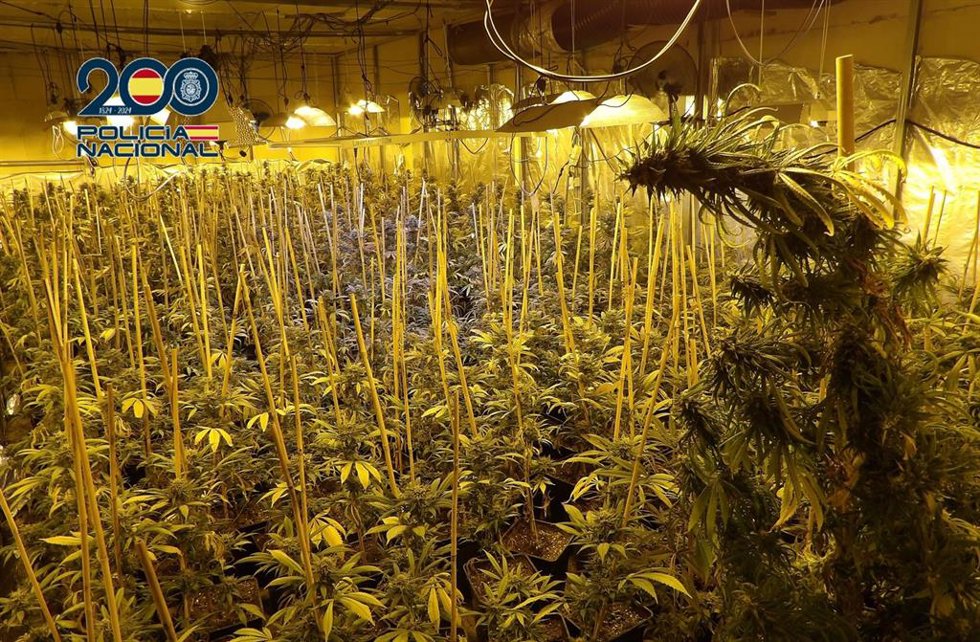 Parte de las plantas intervenidas en la operación policial