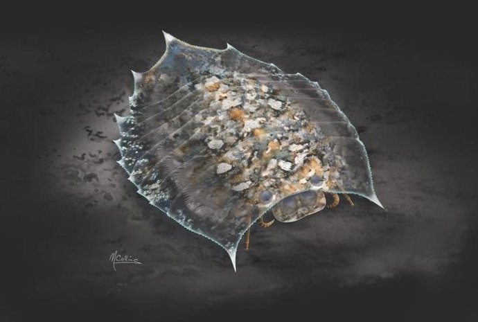 Reconstrução artística da Helmetia expansa de Burgess Shale