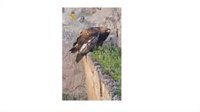 El Seprona rescata a un águila real herida en una casa de labor en ruinas de Alcázar de San Juan