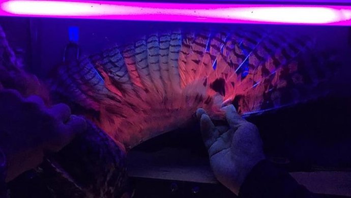 Os pigmentos fluorescentes nas penas das corujas de orelhas curtas só podem ser vistos por humanos com a ajuda de luz ultravioleta.