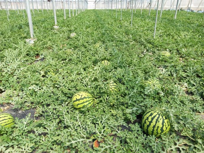 Cultivo de sandía en un invernadero de Almería.