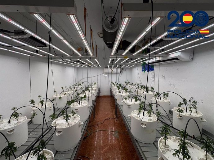 Laboratorio de marihuana desmantelado