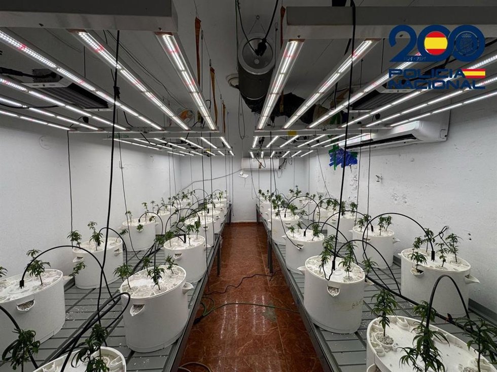 Laboratorio de marihuana desmantelado