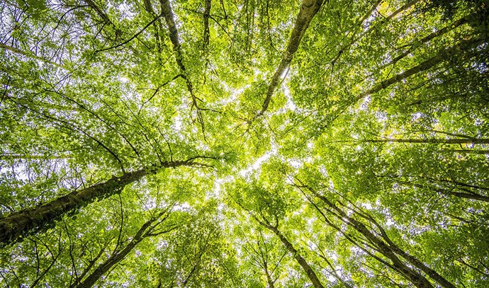 Archivo - Bruselas.- Bruselas quiere plantar 3.000 millones de árboles dentro del plan para mejorar la situación de los bosques en la UE