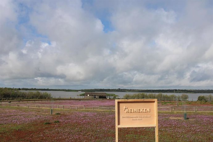 Los proyectos de Heineken en Doñana en el último año han permitido retornar 1.300 millones de litros de agua a esta cuenca hidrográfica