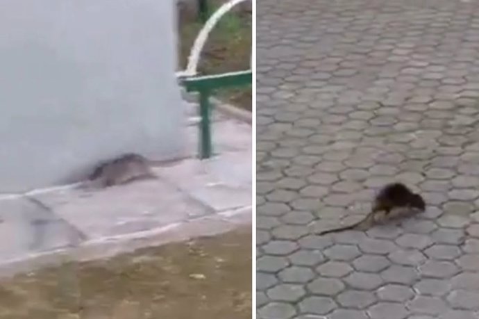 Ratas en dos barrios de Sevilla.