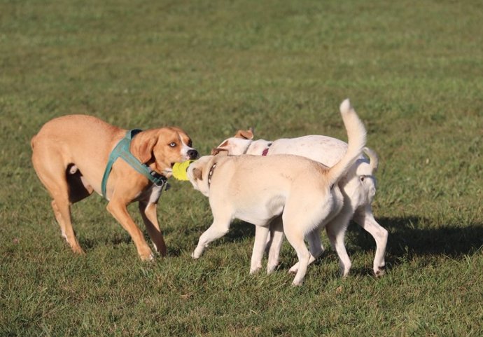 La gran cantidad de perros domésticos en todo el mundo, sumada a los comportamientos desinformados o laxos de algunos dueños, está generando problemas ambientales que ya no podemos ignorar