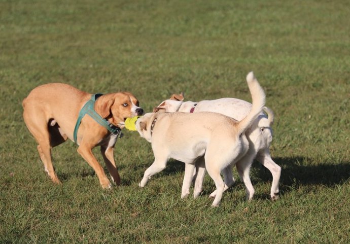 O grande número de cães domésticos em todo o mundo, juntamente com o comportamento desinformado ou negligente de alguns proprietários, está criando problemas ambientais que não podemos mais ignorar.