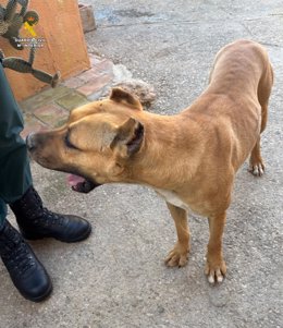 Un perro con las orejas mutiladas