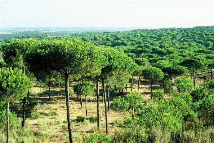 Archivo - Pinar de Cartaya. 