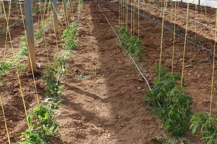 Campo de tomates en la Pobla de Vallbona
