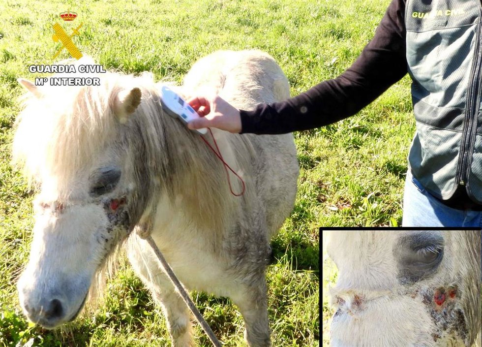 Investigada por arrastrar con un vehículo durante ocho kilómetros a dos cachorros, que murieron