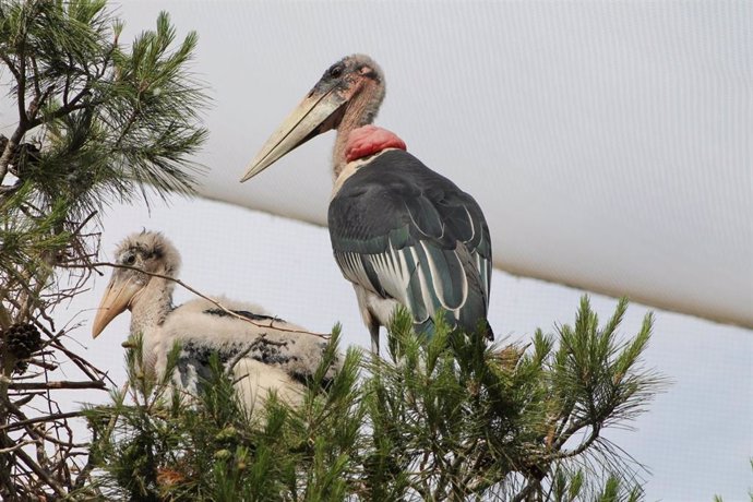 Marabús en Terra Natura