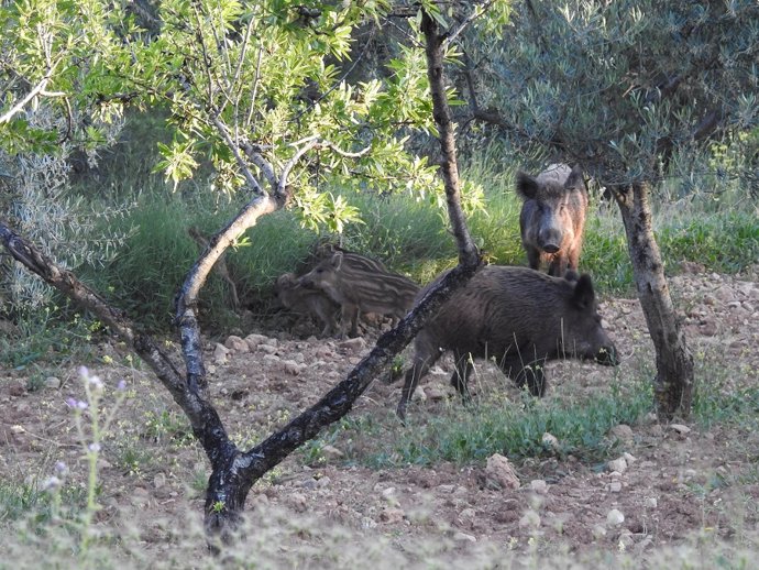 Jabalí