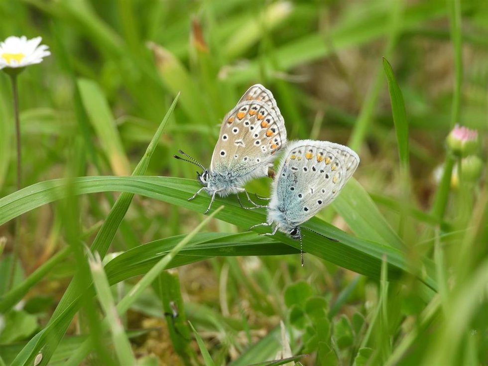 Archivo - Cópula de mariposa Ícaro.